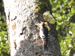 Dendrocopos himalayensis