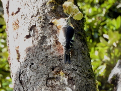 Dendrocopos himalayensis