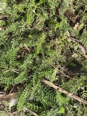 Achillea millefolium
