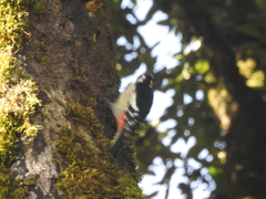 Dendrocopos himalayensis