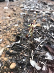 Caladenia plicata