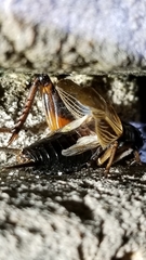 Gryllus rubens