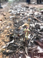 Caladenia plicata