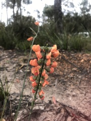 Sphaerolobium grandiflorum