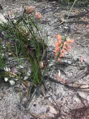 Sphaerolobium grandiflorum