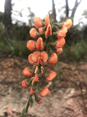 Sphaerolobium grandiflorum