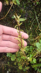 Gentianella campestris