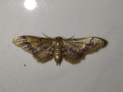 Idaea violacea