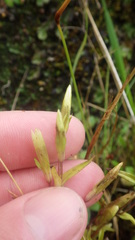 Gentianella campestris