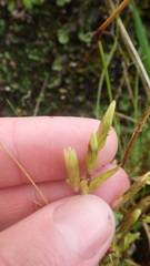 Gentianella campestris