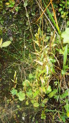 Gentianella campestris