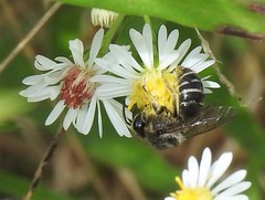 Colletes compactus compactus