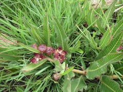 Pachycarpus concolor