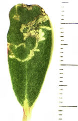 Hypurus bertrandi