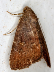 Amyna axis