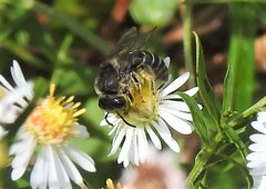 Colletes compactus compactus