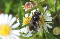 Colletes compactus compactus