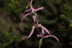 Disa biflora