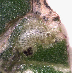 Hypurus bertrandi