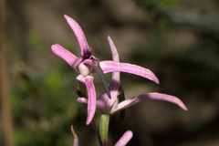 Disa biflora