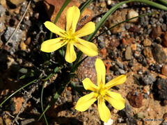 Moraea lewisiae