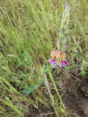 Alysicarpus pubescens