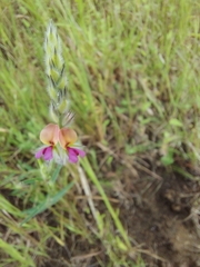 Alysicarpus pubescens