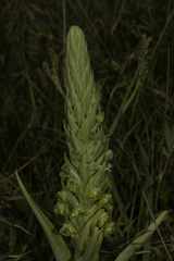 Pterygodium inversum