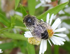 Colletes compactus compactus