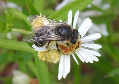 Colletes compactus compactus