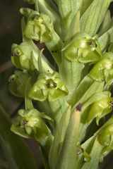 Pterygodium inversum