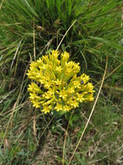 Sebaea sedoides