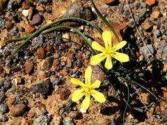 Moraea lewisiae