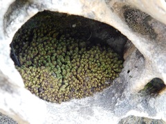 Hypodontium pomiforme