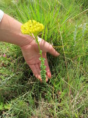 Sebaea sedoides