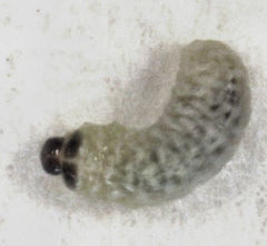Hypurus bertrandi