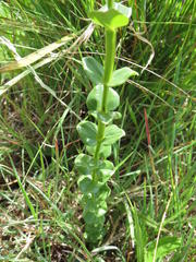 Sebaea sedoides