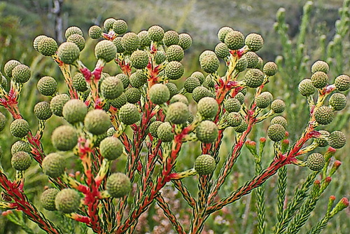 Berzelia intermedia (Berzelia intermedia)