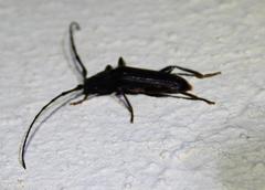 Hypoeschrus ferreirae