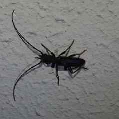 Hypoeschrus ferreirae