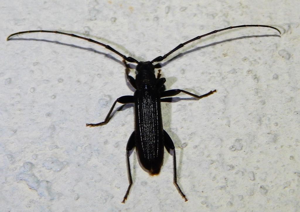 Hypoeschrus