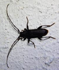 Hypoeschrus ferreirae