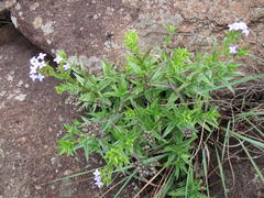 Conostomium natalense