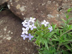 Conostomium natalense