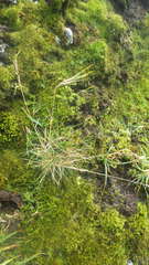 Festuca vivipara