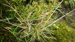 Festuca vivipara