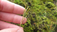 Festuca vivipara