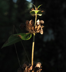 Phlomis samia