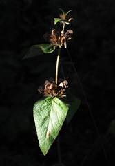 Phlomis samia