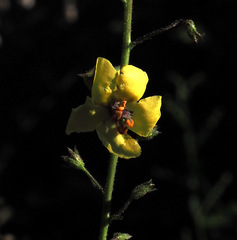 Verbascum daenzeri